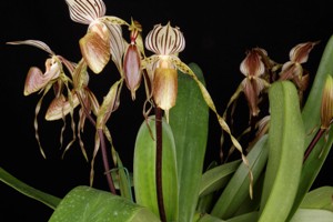 Paphiopedilum Platy Swith Huntington's Seashell HCC 78 pts.